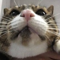 🐹はぃ꙼̈き゚ょ꙼̈1.0🐥@ 🐣阪大落ち→一浪→大阪么立大学(工)入学→学振三振🐥 (@hogelungfish) 's Twitter Profile Photo 🐹はぃ꙼̈き゚ょ꙼̈1.0🐥@ 🐣阪大落ち→一浪→大阪么立大学(工)入学→学振三振🐥 (@hogelungfish) 's Twitter Profile Photo