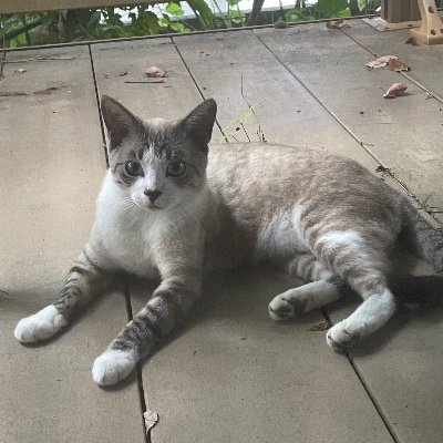 甲府市緑ヶ丘近の野良猫達。美形で人懐こい子ばかり。TNRにつなげ、出来ればお家のある子に、そうでなくとも、せめてさくら猫さんとしてのんびり生きていけるように。写真を順次アップしていきます。協力して下さる方、団体様、または猫に興味を持って下さった方など、メッセージお待ちしております。