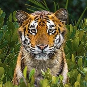 Michael46727135's profile picture. the wolf leads the pack,
the tiger hunts alone