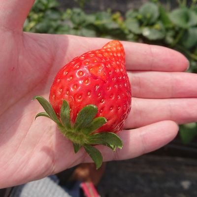 ふぁるすさんのプロフィール画像