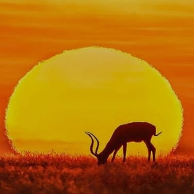 jabulani_one's profile picture. Grandson of Shaka Zulu /./ Poetry Student