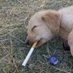 pup (@pupform) Twitter profile photo pup (@pupform) Twitter profile photo