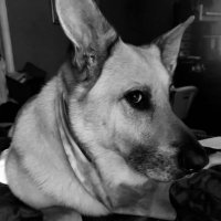 Mrs. Rusticus 🎗️ (@msk68) 's Twitter Profile Photo Mrs. Rusticus 🎗️ (@msk68) 's Twitter Profile Photo