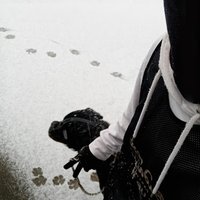 arcsi (@arcsiyo) 's Twitter Profile