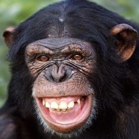 y1ldr1m's profile picture. şempanze |
alea iacta est |
80486