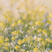 かなもり🌹🥽 (@knkn6189) Twitter profile photo