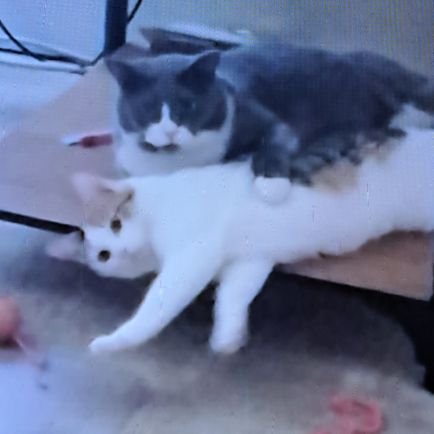 I'm 72yrs old disabled widow. I'm also a Cat Lady,lol. I like to watch detective shows, I learn a lot and like to have fun. I'm a Trump Fan!
