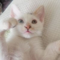 ceren akca_35 (@cerenakca92) 's Twitter Profile