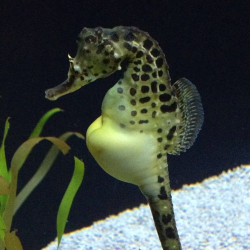 jsparkplug's profile picture. 🇨🇦🇺🇸🇮🇱