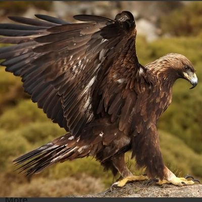 coteriem186's profile picture. Love of God and Country.
Believe in Constitution.
We are all created equal.
Common sense and hard work.
Love and devotion to family. 
Believe you can succeed.