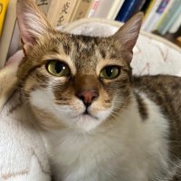 ぶぶとべべ (@grft00) 's Twitter Profile Photo ぶぶとべべ (@grft00) 's Twitter Profile Photo