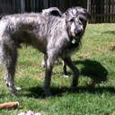 Amy Wiswell - @GreatWolfie - Twitter