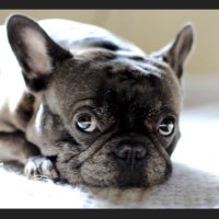 XenaEvaDaisy❤️🐶 (@rockyvuitton) 's Twitter Profile