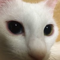 あっかんべー👅 (@matamoddotekuru) 's Twitter Profile Photo あっかんべー👅 (@matamoddotekuru) 's Twitter Profile Photo