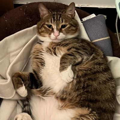 l188757575's profile picture. 训练4年    纯直男    喜欢bbw