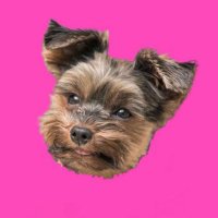 b 🇵🇸 (@beatrixarthur) 's Twitter Profile Photo