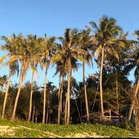 Coy L Buchanan (@sweetdaddydon) 's Twitter Profile Photo