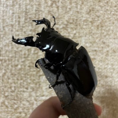 Ore_Kyoufushin's profile picture. 生き物,日常用垢 たまにハンバーガー