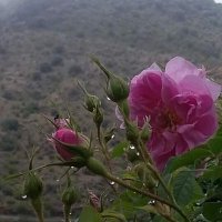 Sultan Saif (@ssas2004) 's Twitter Profile