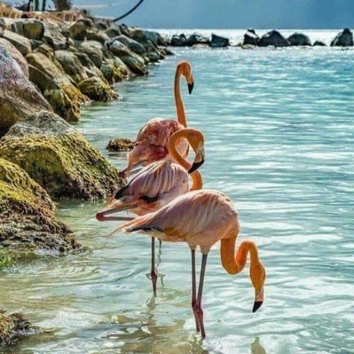 AZdbennett's profile picture. 