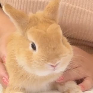 nanacha_uraaka's profile picture. なな茶の裏垢らしい。