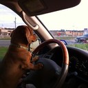 Amber Dog - @Amberprobs - Twitter