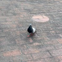 プンヌム (@mnltdrv) 's Twitter Profile Photo