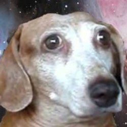 gibblethorp's profile picture. 