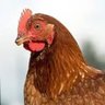 pakamohu's profile picture. 🐓捕まってしまったのだわ