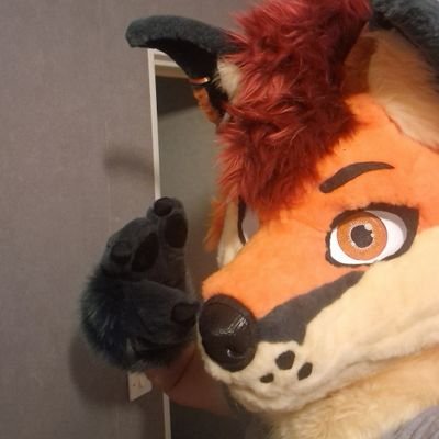 inou_loup's profile picture. loup/Renard orange 
21 ans