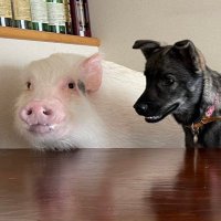 北海道のブタうめと保護犬こてつ🐷🐶 (@micropigume) / X