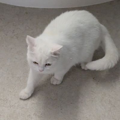 Weißer Katzerischさんのプロフィール画像