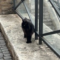 cat fan πββ¬ (@iamnotsureoften) 's Twitter Profile