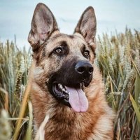 Michele Gail (@michele_ga55897) 's Twitter Profile