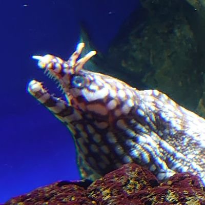 ゲネポッポさんのプロフィール画像