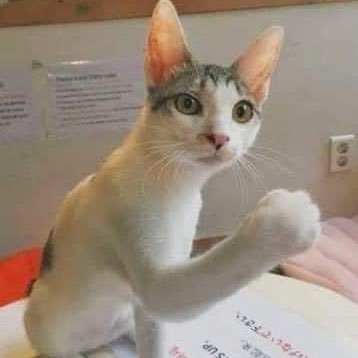 ponyih's profile picture. ❕-🅿️🅾️🅿️ (@ATLASofficialTH) 🚀🧸& (@4eveofficial) 🌻🐰 & Fujii Kaze 🍃