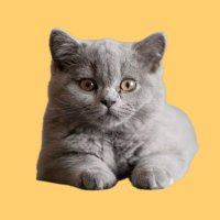 みん (@miisaikyou) Twitter profile photo