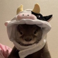 milomilon (@milomilon6) 's Twitter Profile