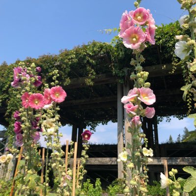 TweetsbySAYA's profile picture. 英語初心者が英語学習をサボらないようにするアカウント
