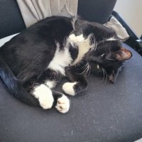 Daniel Press (@danielpress3) 's Twitter Profile