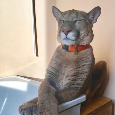 puma_tin's profile picture. I've got a peg leg at the end of my stump.