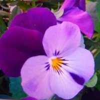 Sara🇮🇱🇺🇦 (@c7315496550215) Twitter profile photo