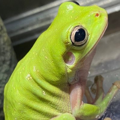 ALeptiles96632's profile picture. 爬虫類初心者飼育者です🦎イエアメガエル、モリアオ、ミヤコ、アマガエル他カエルいます🐸レオパ、カナヘビ、アカハライモリ、シマヘビ、ラガマフィン🐈合計30匹近くの子と過ごしています☺️！まだ飼育者として未熟者ですが、よろしくお願いします！色々勉強中📖