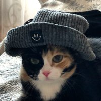 TheWalkingCat (@iwalkingcat) 's Twitter Profile Photo TheWalkingCat (@iwalkingcat) 's Twitter Profile Photo