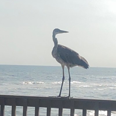 Malzahar_1960's profile picture. Business owner, writer, prepper, gamer