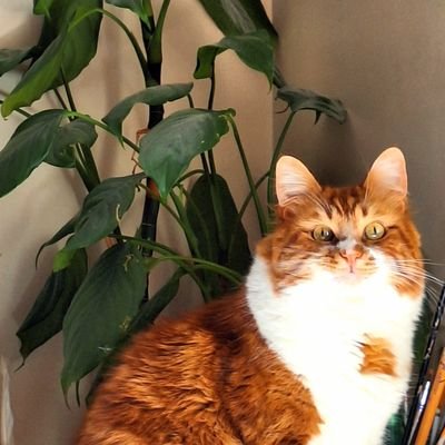 🍊 osman,reçel,karam,beyaz,kırmızı 🍊
el emeği seramik ürünlerimi ve kedilerimi paylaşıyorum ✨️
https://t.co/LIXoZaNKU2