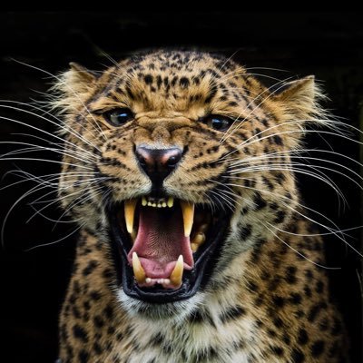gidza1983's profile picture. #bepatient