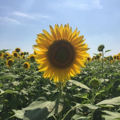 pandasmile246's profile picture. 