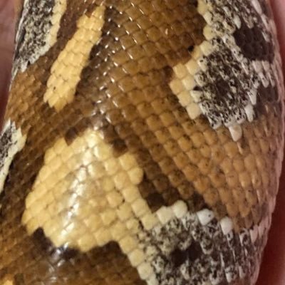 silvertegu's profile picture. ç¬è«é¡ã»äž¡çé¡ã®ç¹æ®ïŒç¬¬äžçš®åç©åæ±æ¥ã®ååŸãç®æããŠããæäººâ 飌ããªããªã£ãç¬è«é¡åŒãåããŸãã