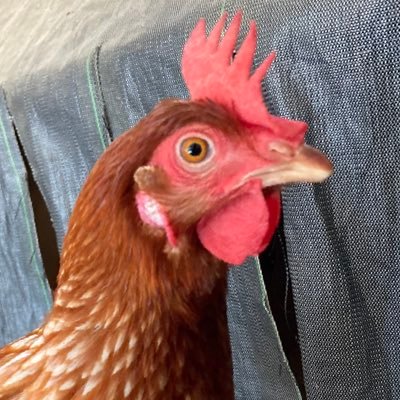 KT_Zax's profile picture. 気に入った絵いいねしたりたまに絵描いたりする垢